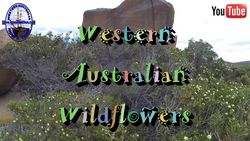 Wildflowers - U to Z